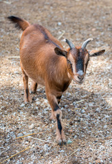 Brown goat walking in national park.