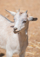 Portrait of white goat in national park.