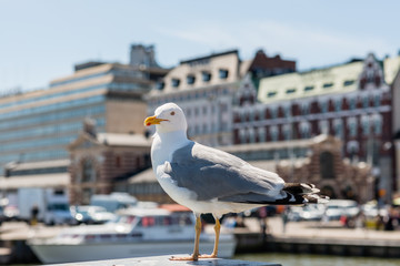 Fototapeta na wymiar Seagull on Helsinki Market Square