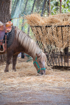 Pony eats hay in national park.