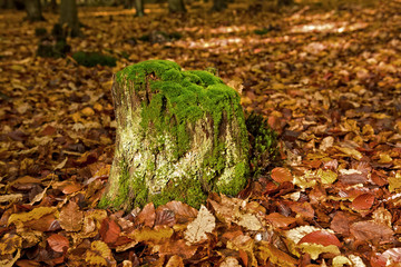 Old stump in the autumn forest