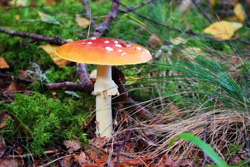 Amanita muscaria - beautiful mushroom - very toxic