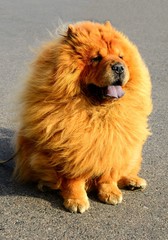 Fototapeta premium Brown friendly chow-chow dog in the city