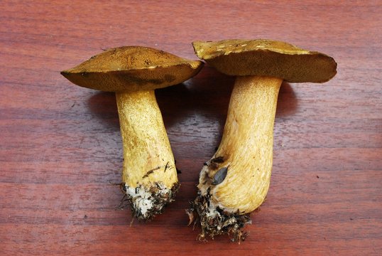 Gyroporus cyanescens from european forest