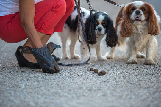 Ramasser  d&eacute;jection canine