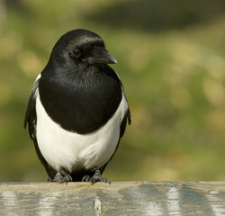 Obraz premium Magpie