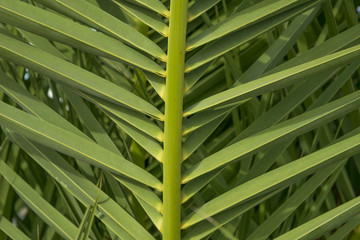 Palm leaf