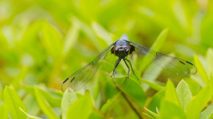 Dragonfly resting on a branch