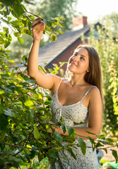 woman picking apples from trees on farm at sunny day