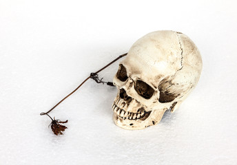 Human skull with dry flower
