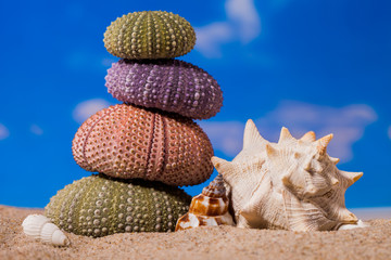 Sea Hedgehog shells  on  sand and blue sky Background
