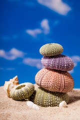 Sea Hedgehog shells  on  sand and blue sky Background