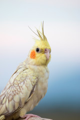 Cockatiel parrot ,bird