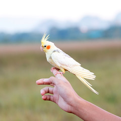 Cockatiel parrot ,bird