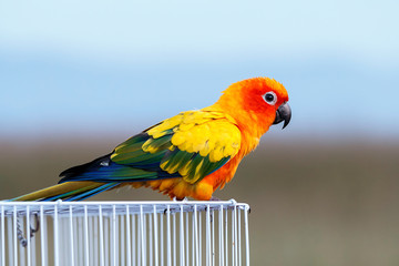 Sun conure parrot ,bird