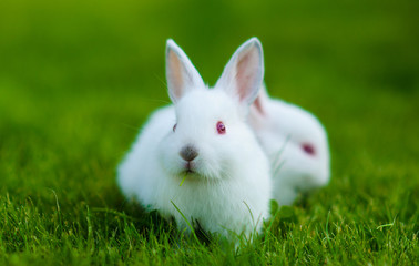 Funny baby white rabbit in grass