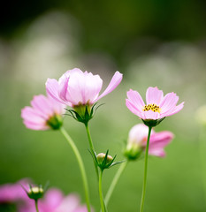 Beautiful pink flowers