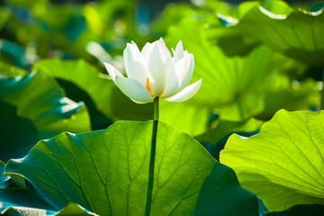 Obraz premium White lotus flower