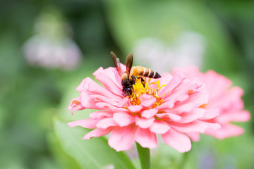 Bee on the pink flower