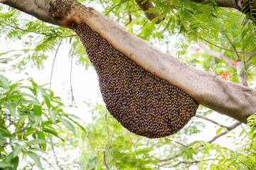 A swarm of honey bees clinging to a tree