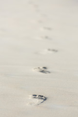 Footprints On Beach, Mahe, Seychelles