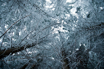 hoarfrost on the branches of trees in winter