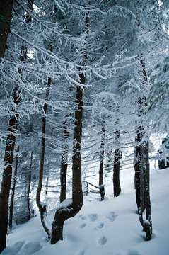hoarfrost on the branches of trees in winter