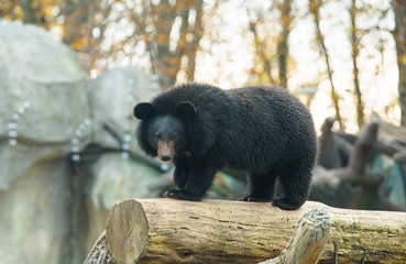 Fototapeta na wymiar Bear Cub
