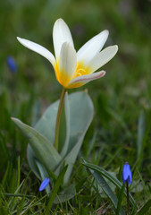 Weissgelbe Tulpe