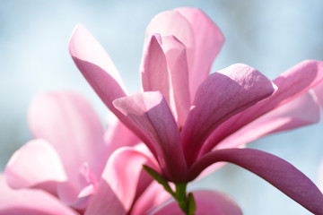 Rosafarbene Magnolienblüte