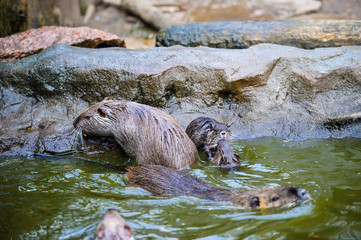 nutria