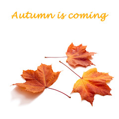 Autumn leaves isolated