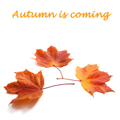 Autumn leaves isolated