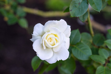 バラ'ホワイト・ライトニン'