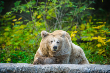 Brown bear
