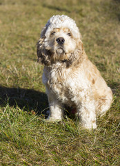 Cocker Spaniel outdoors