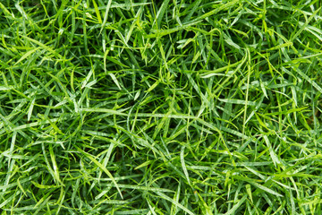 Top fresh green grass with water droplet on sunshine