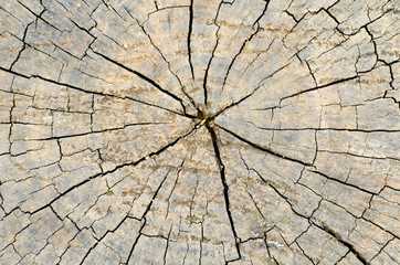 Texture of old wood with annual rings. Natural texture close-up