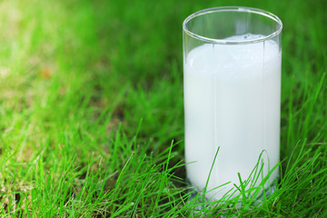 Milk in glass on grass close-up