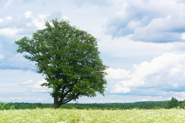 Fototapeta premium Field Landscape Calm Solitude