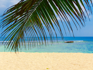 Obraz na płótnie Canvas Sea Palm Leaves