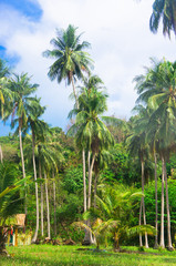 Obraz premium Idyllic Day Exotic Paradise