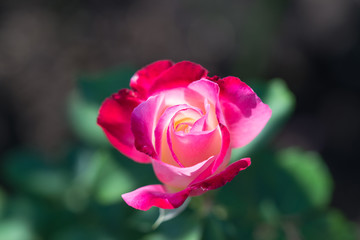 咲きかけのバラ'ダブル・デライト'