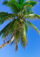 Scene Beach Palm