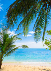 Obraz na płótnie Canvas Green View Coconut Getaway