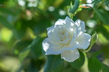 バラ'シュネーヴィトヒェン'