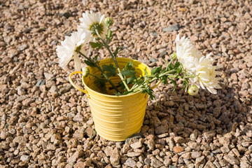 Chrysanthemums in a vase