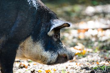 Wild boar in forest