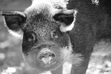 Wild boar in forest