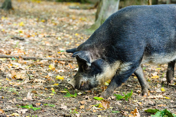Wild boar in forest